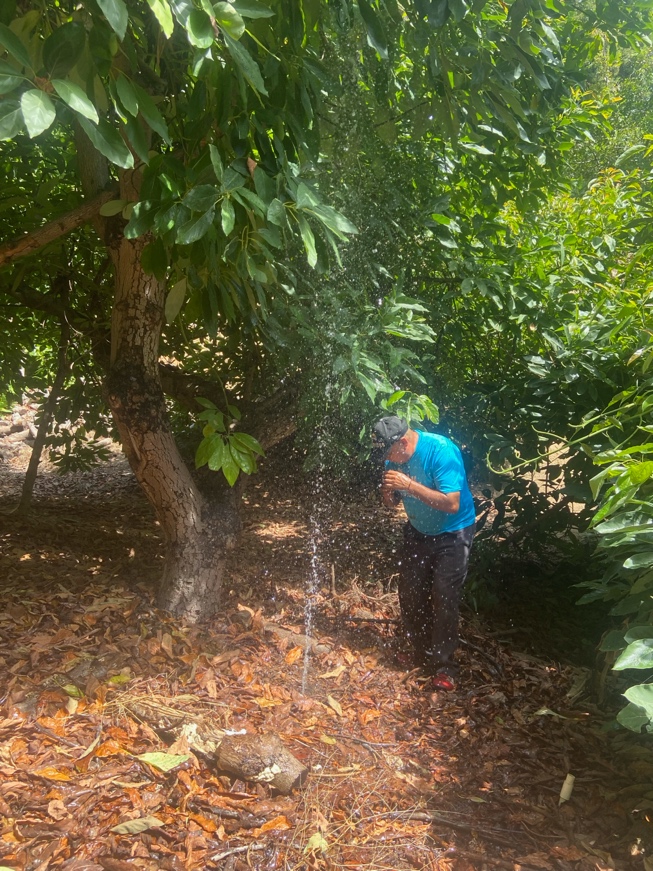 Robert's father standing under an avocado tree, laughing as a burst of water sprays up beside him